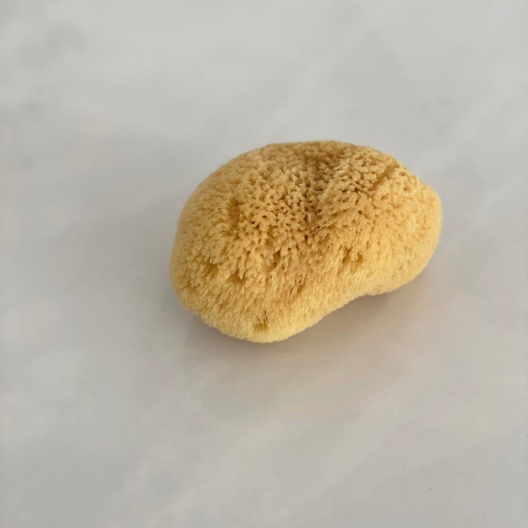 Sea Sponges