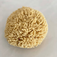 Load image into Gallery viewer, Sea Sponges
