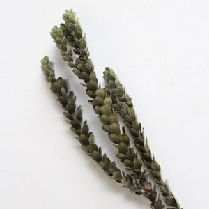 Dried Green Buxifolia