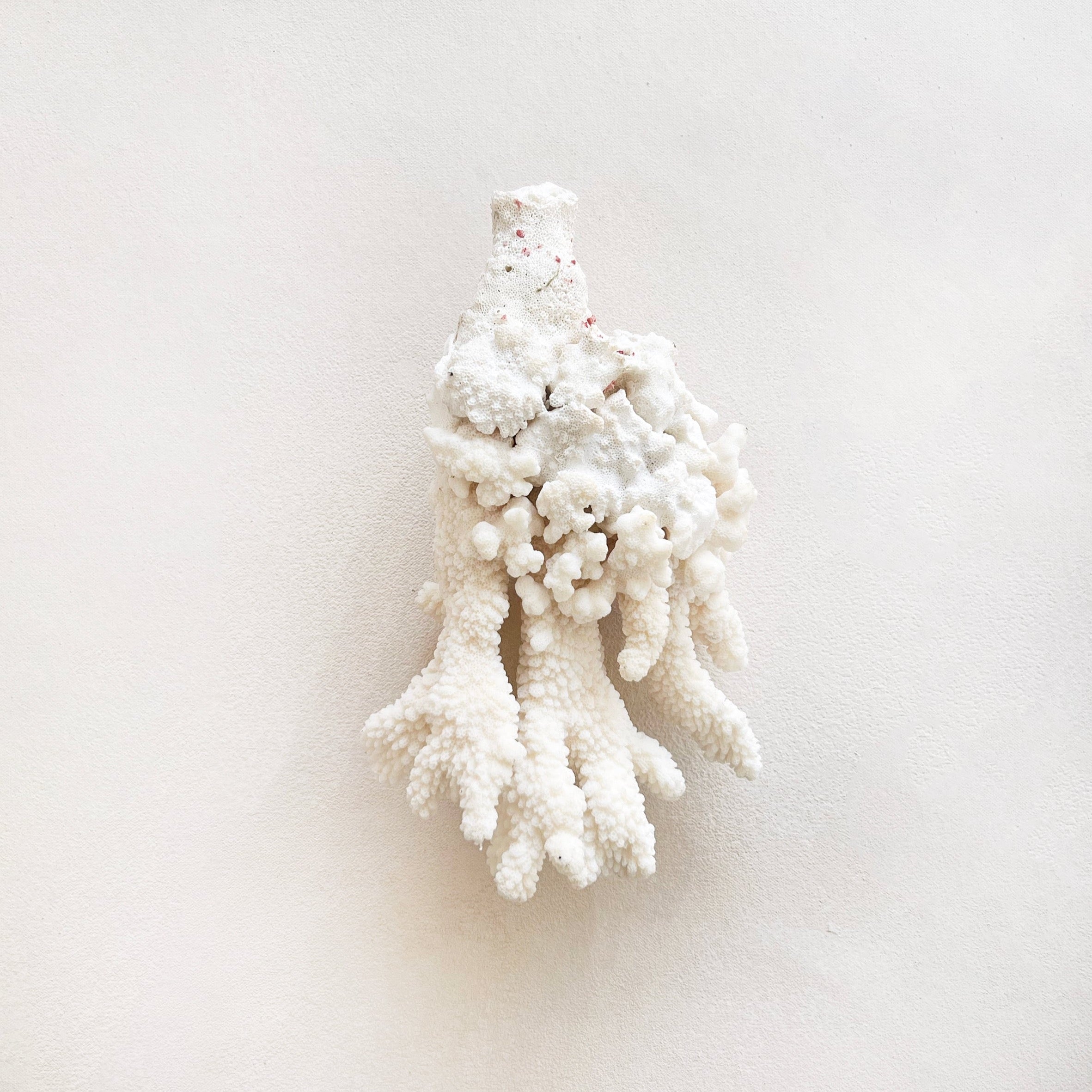 Vintage Coral