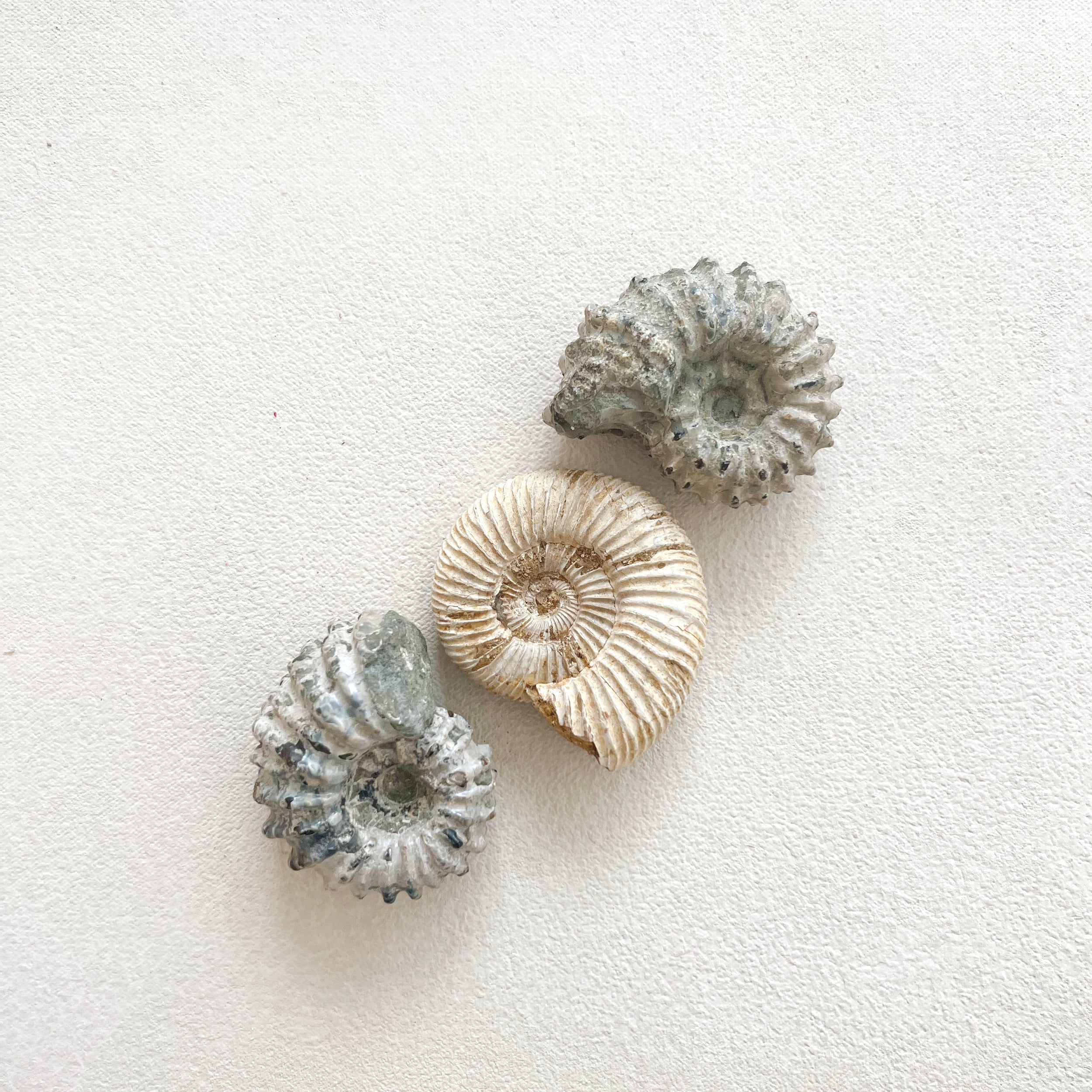 Vintage Ammonite Fossil