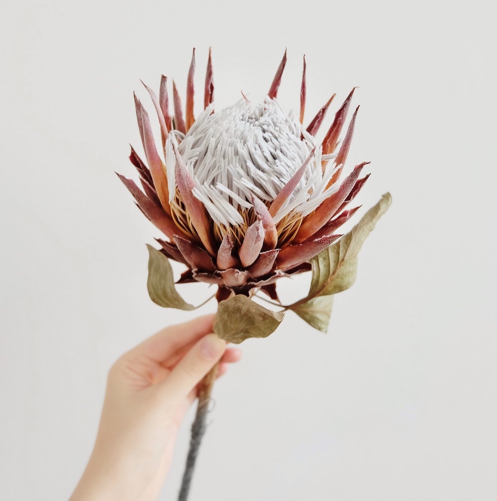 King Protea