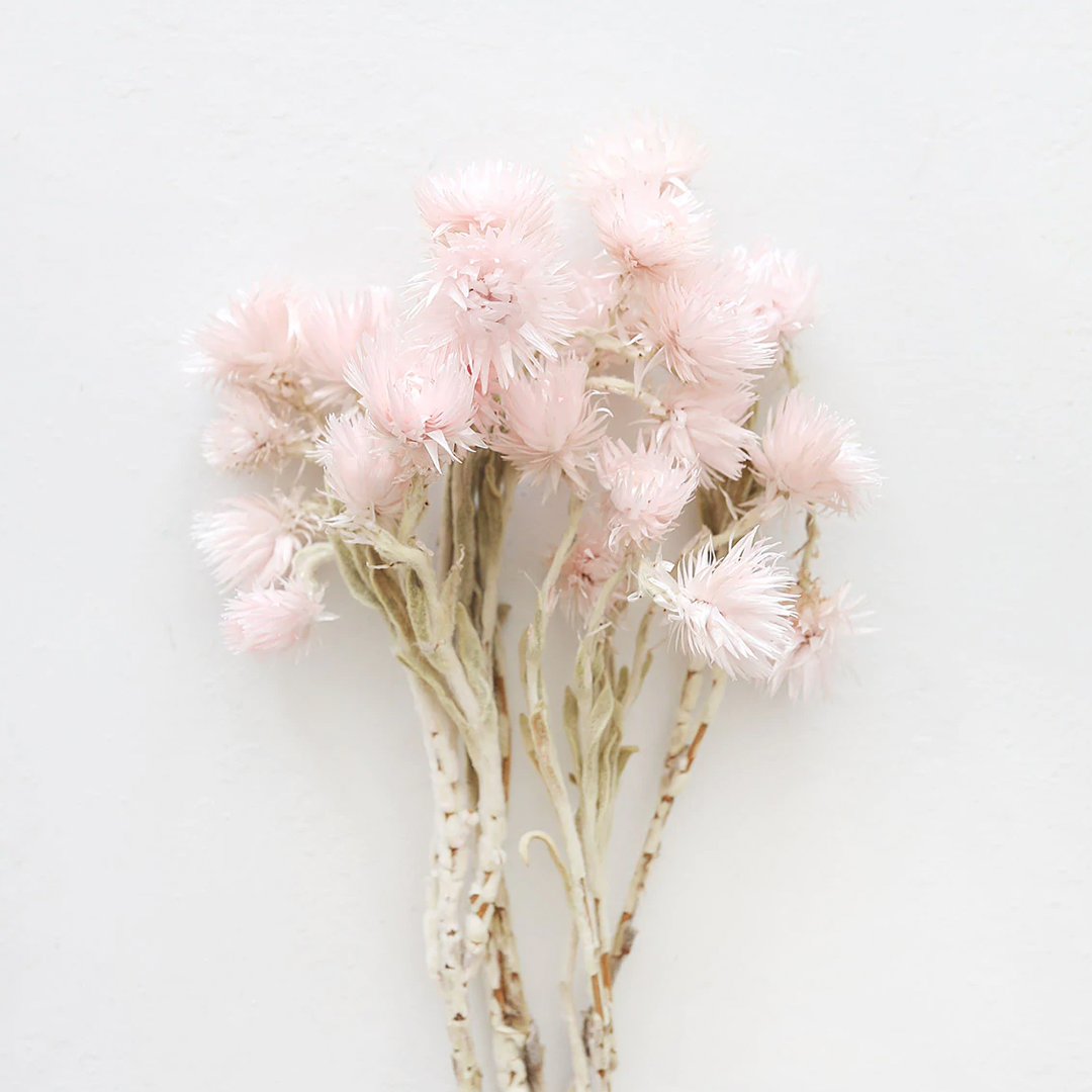 Dried Pink Everlasting Daisy