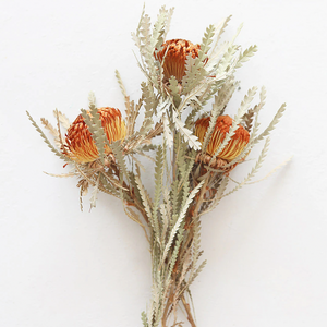 Orange Formosa Banksia