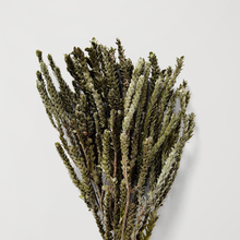 Load image into Gallery viewer, Dried Green Buxifolia