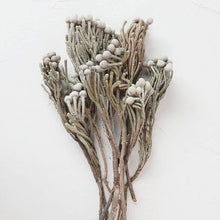 Load image into Gallery viewer, Dried Silver Brunia